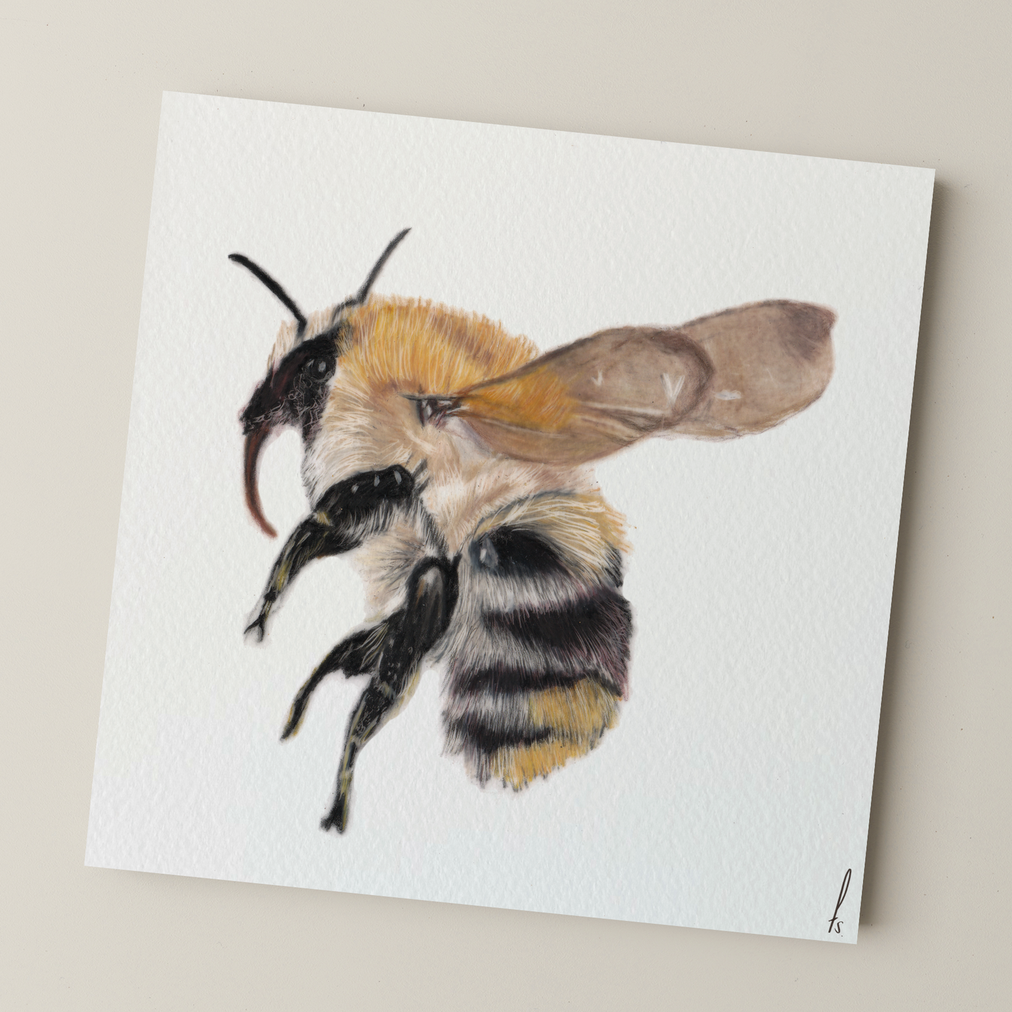 Print | Hommel