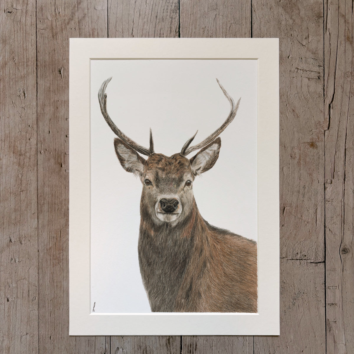 Print | Stag