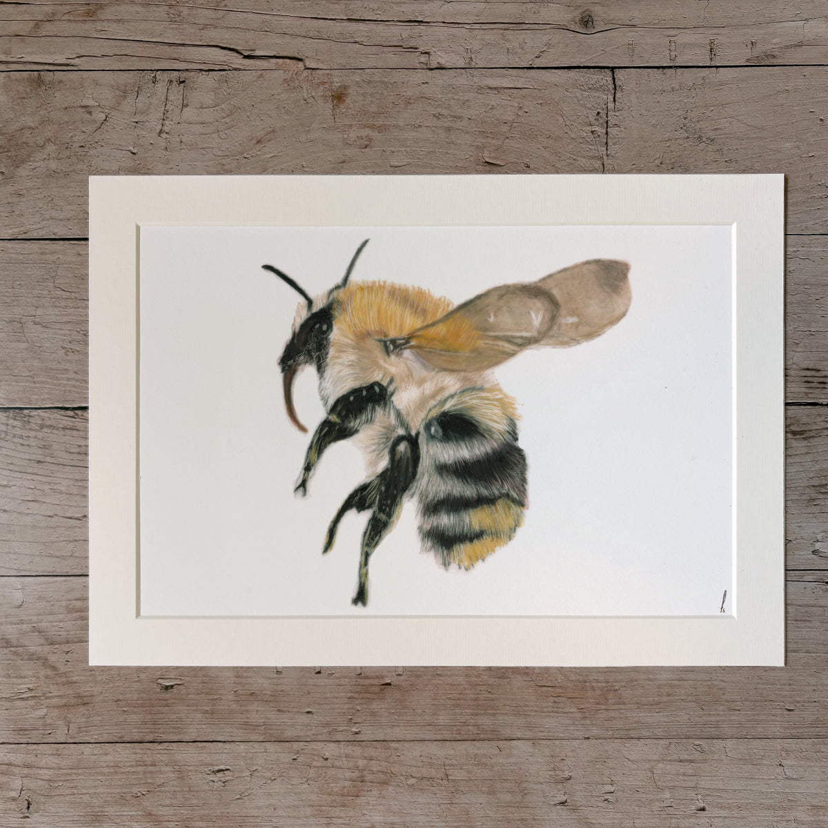 Print | Bumblebee