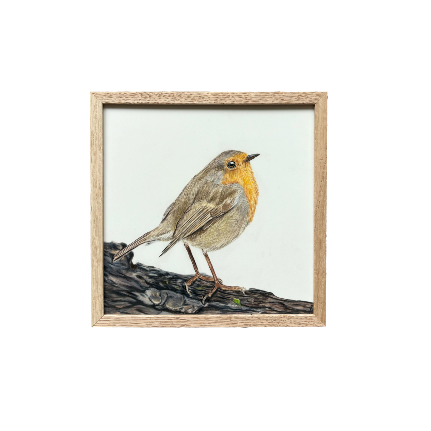 Originele tekening | Roodborstje