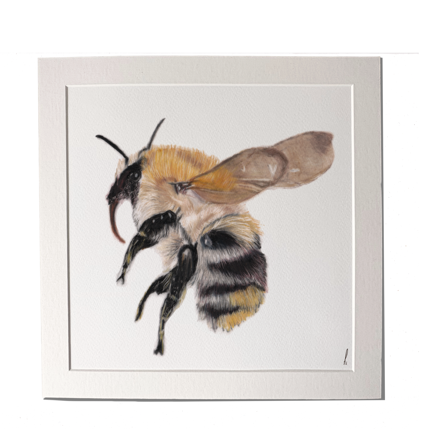 Print | Hommel