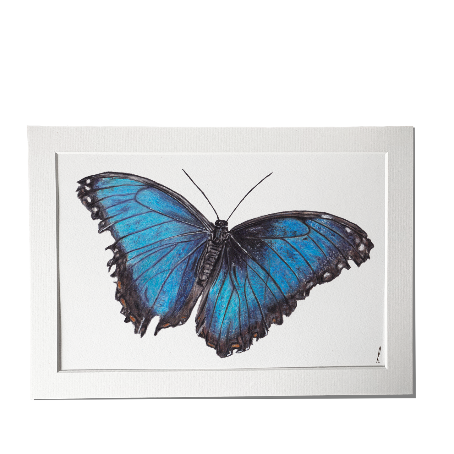 Print | Blauwe vlinder