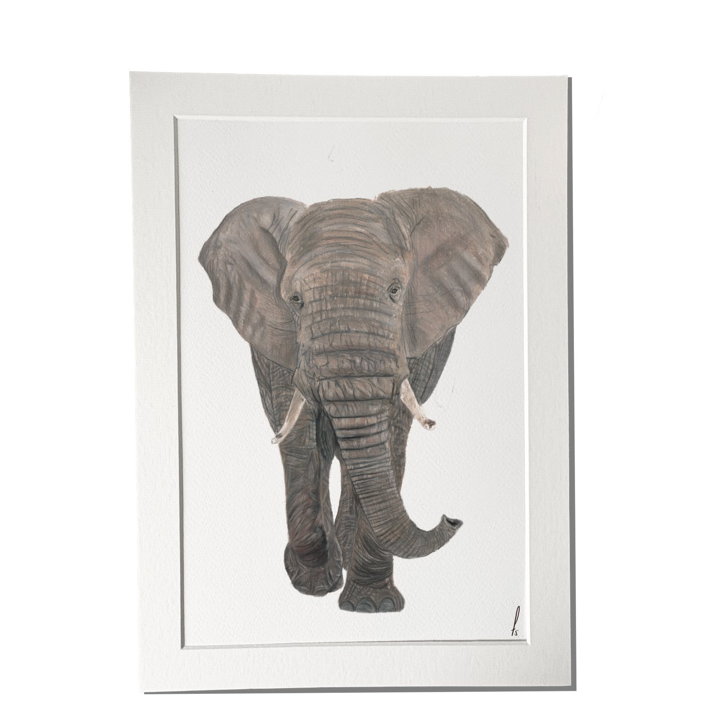 Print | Olifant