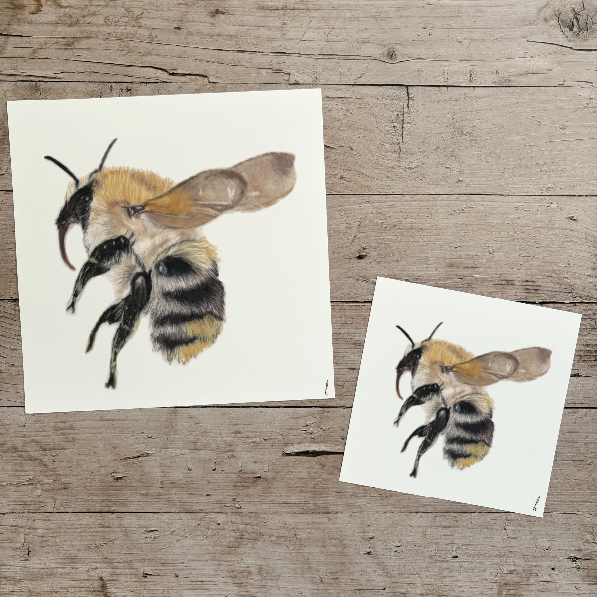 Wholesale | Print | Hommel