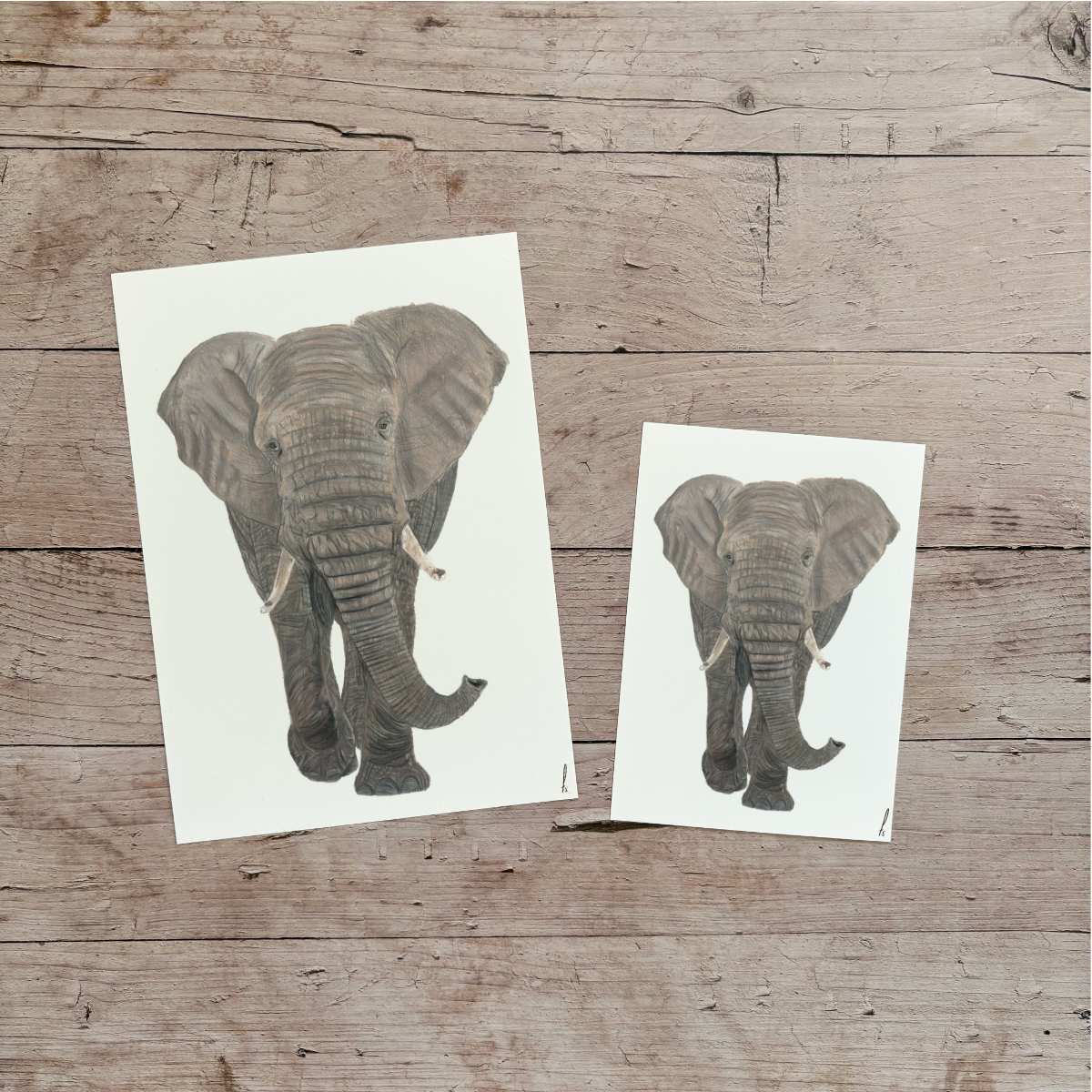 Print | Elephant