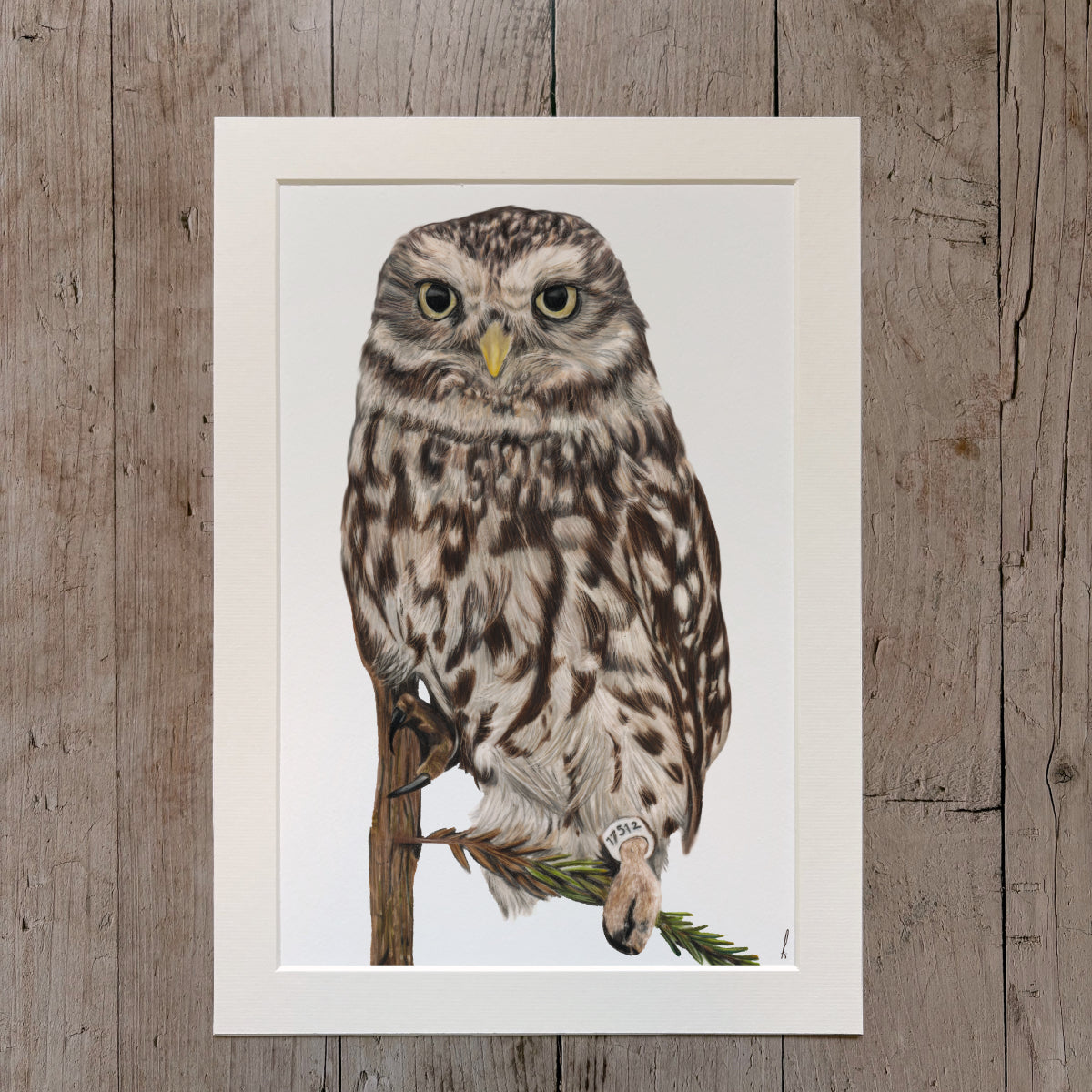 Print | Little owl