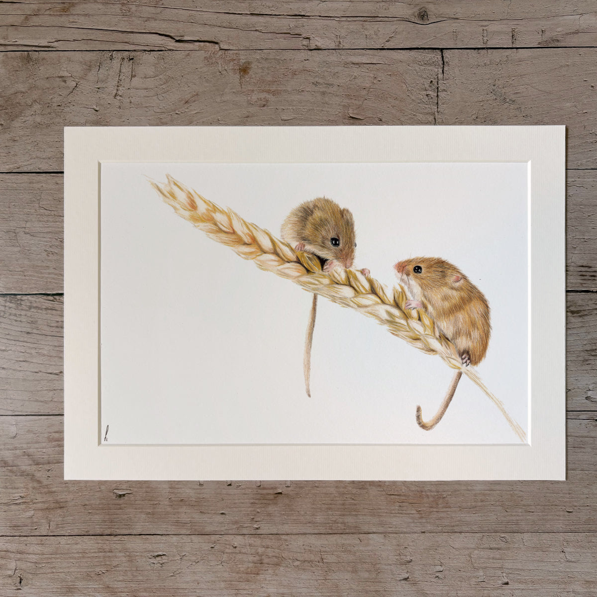 Print | Harvest mice