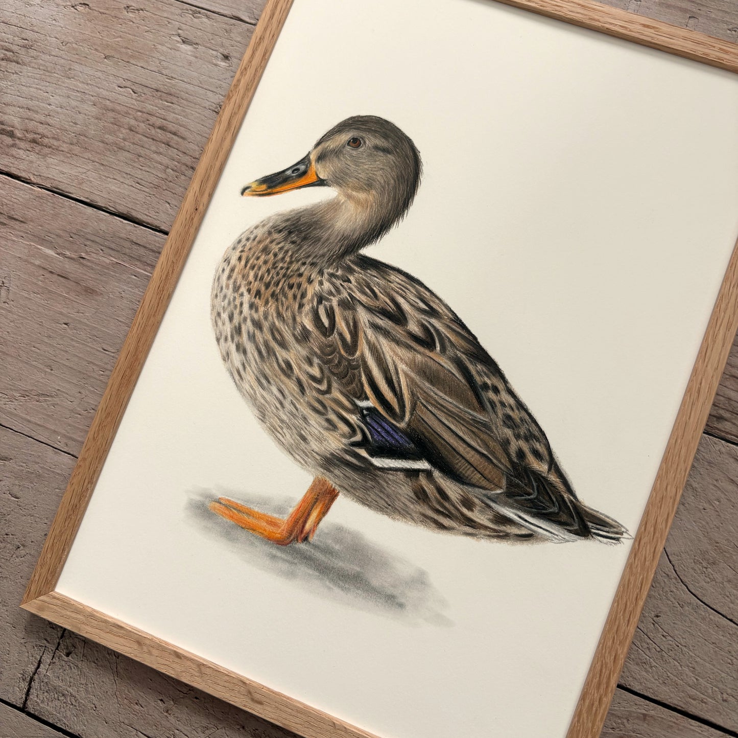 Originele tekening | Wilde eend