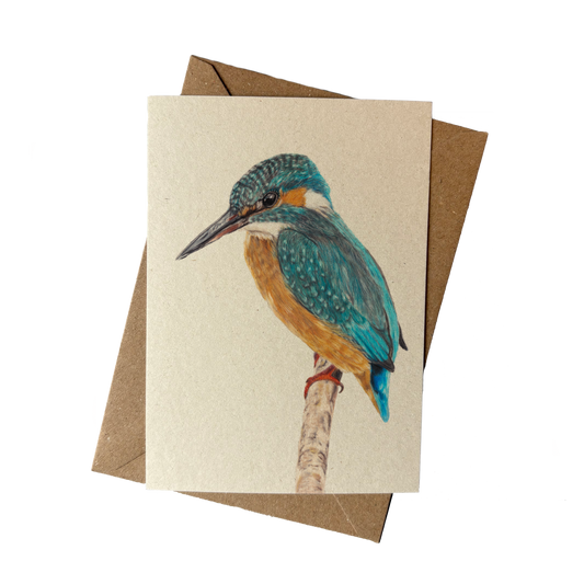 Wholesale | A6 kaart | IJsvogel