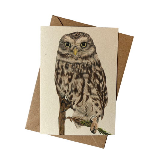 Wholesale | A6 kaart | Steenuil
