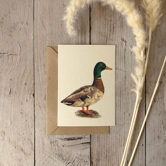 A6 card | Mallard Duck