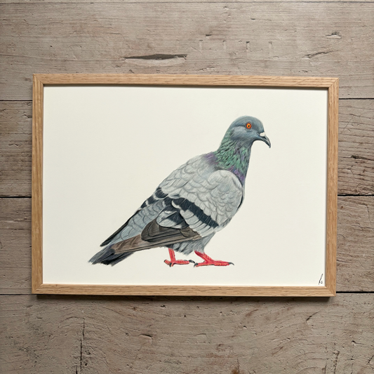 Originele tekening | Duif