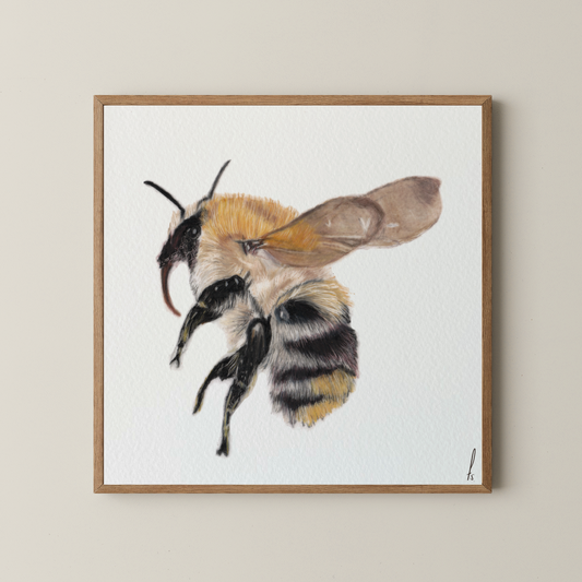 Print | Hommel