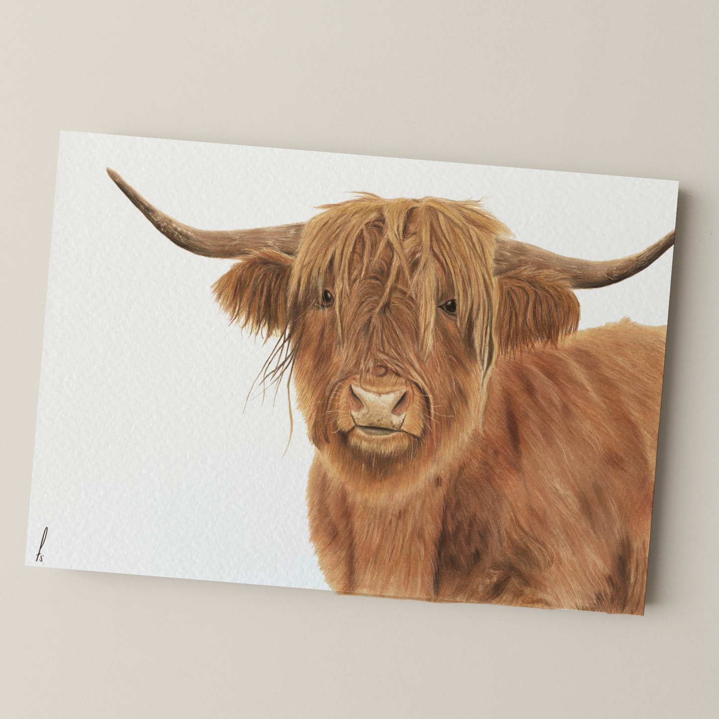 Print | Highland Cow