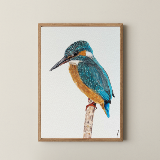 Print | IJsvogel