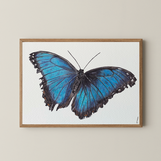 Print | Morpho
