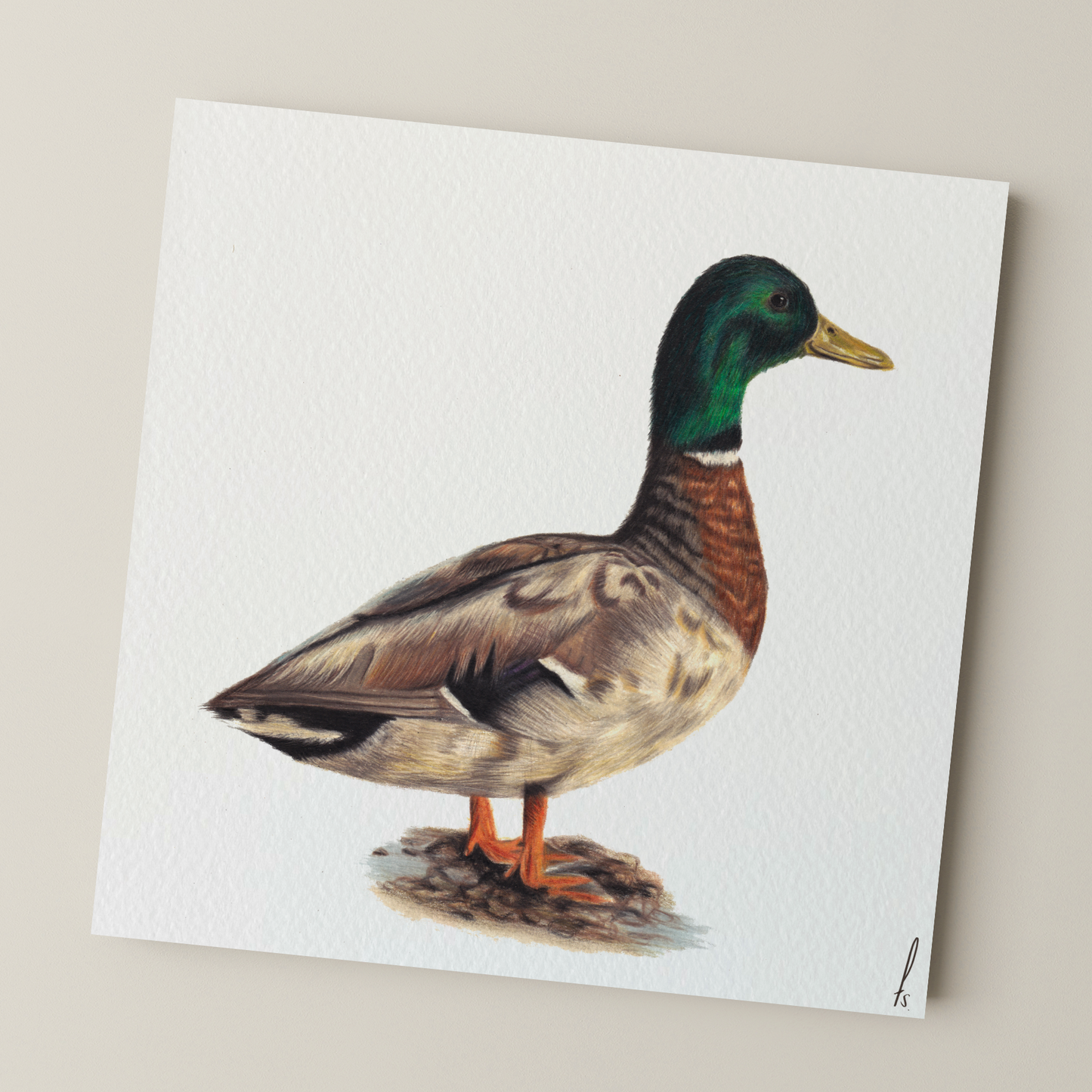 Print | Mallard Duck