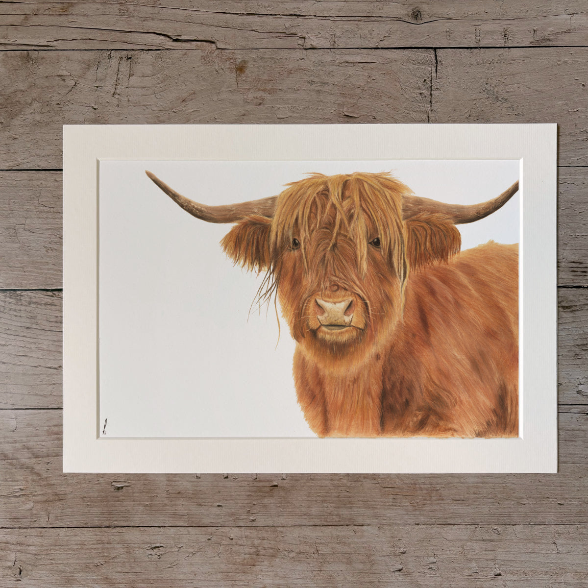 Print | Highland cow