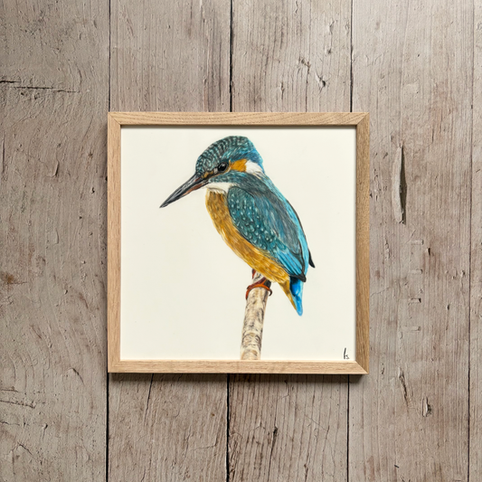 Originele tekening | IJsvogel