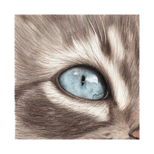 Focus Tutorial | Cat's Eye
