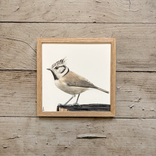 Originele tekening | Kuifmees