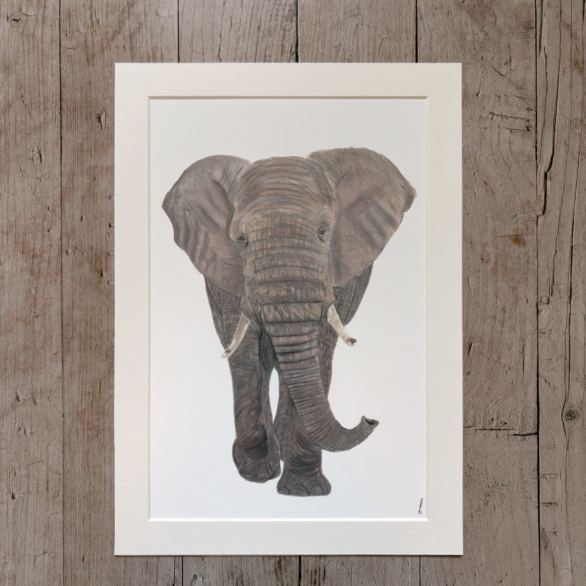 Print | Elephant