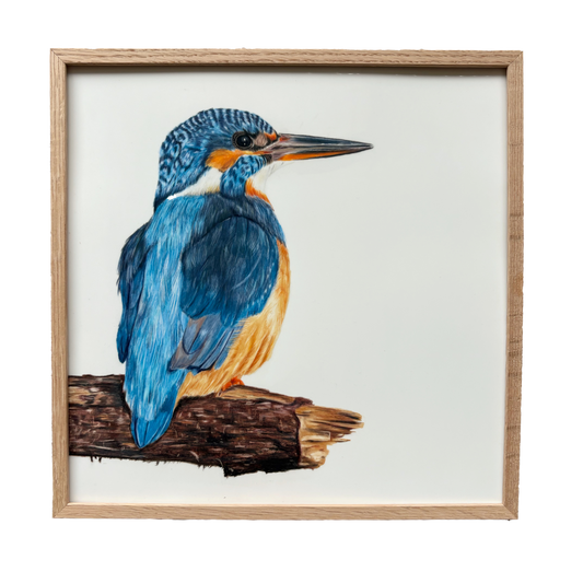 Originele tekening | IJsvogel