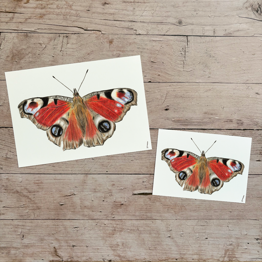 Wholesale | Print | Dagpauwoog