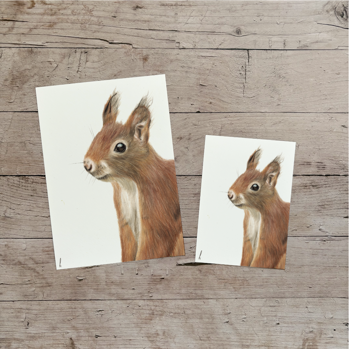 Wholesale | Print | Eekhoorn