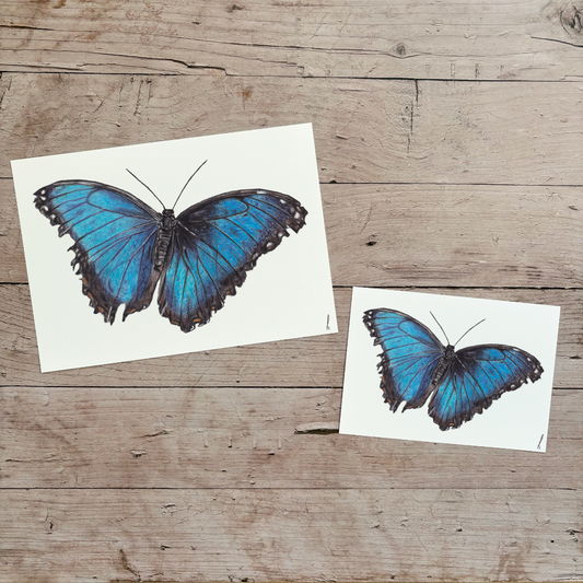 Wholesale| Print | Morpho