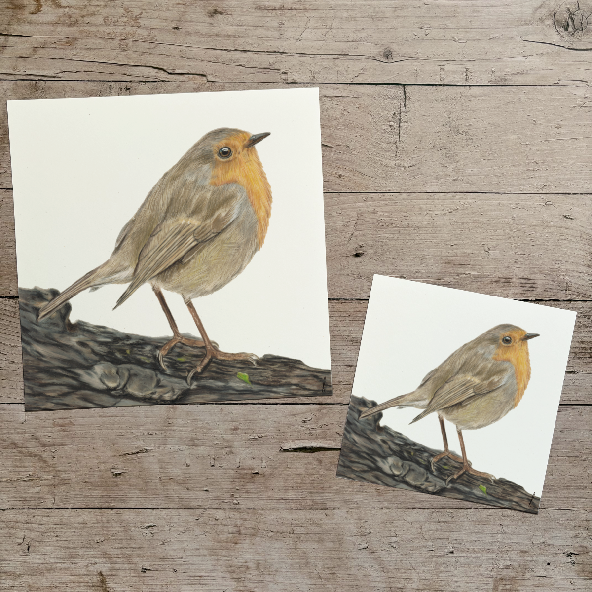 Wholesale | Print | Roodborstje