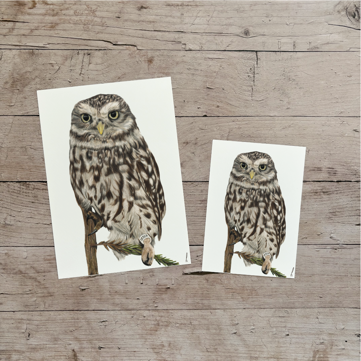 Wholesale | Print | Steenuil