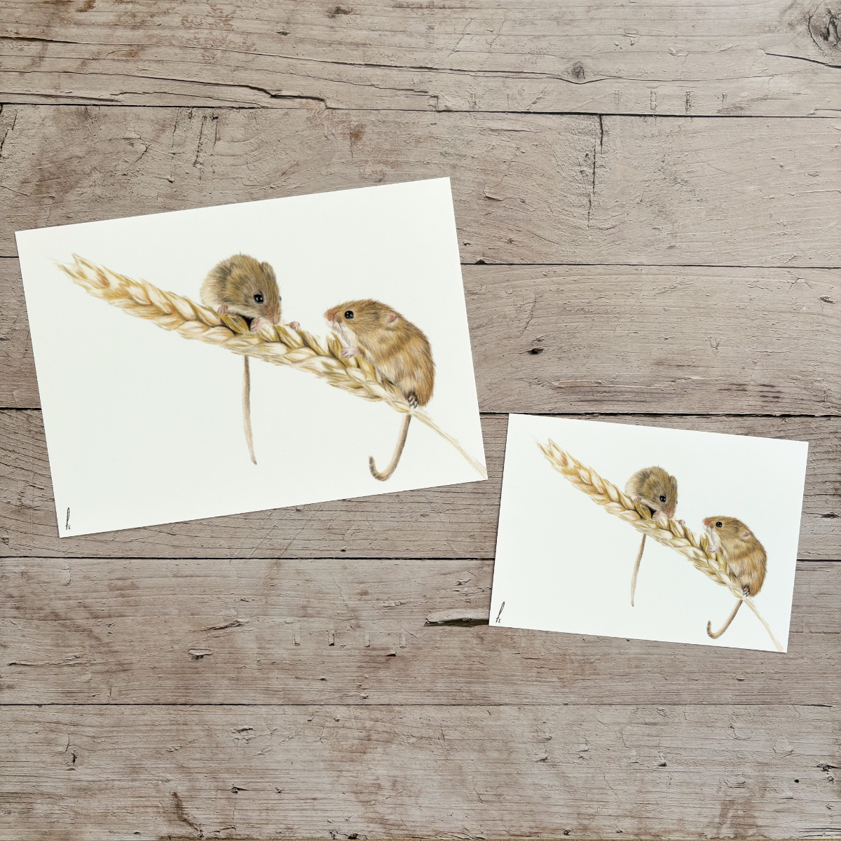 Wholesale | Print | Veldmuizen