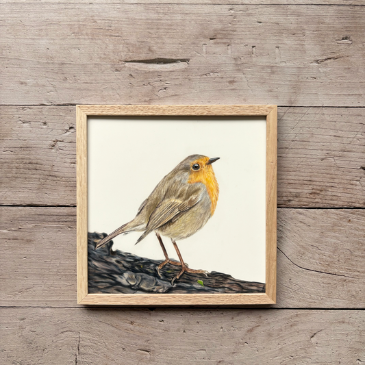 Originele tekening | Roodborstje