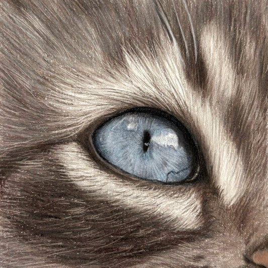 Focus Tutorial | Kattenoog