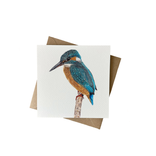 Wenskaart | IJsvogel