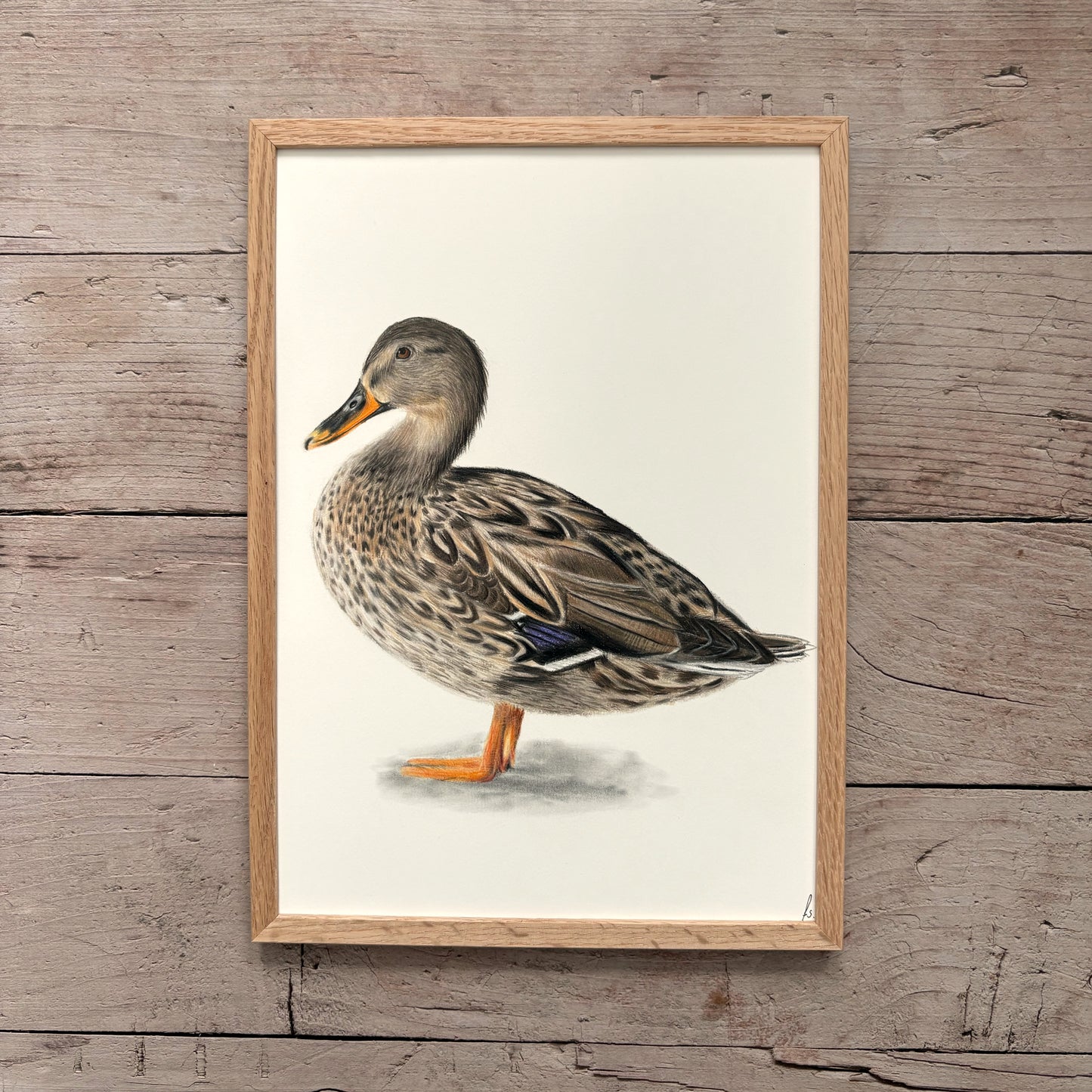 Originele tekening | Wilde eend