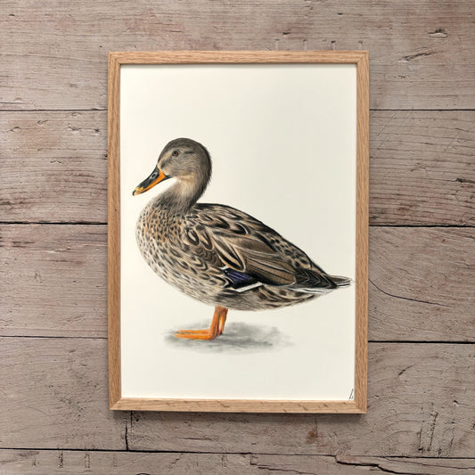Originele tekening | Wilde eend