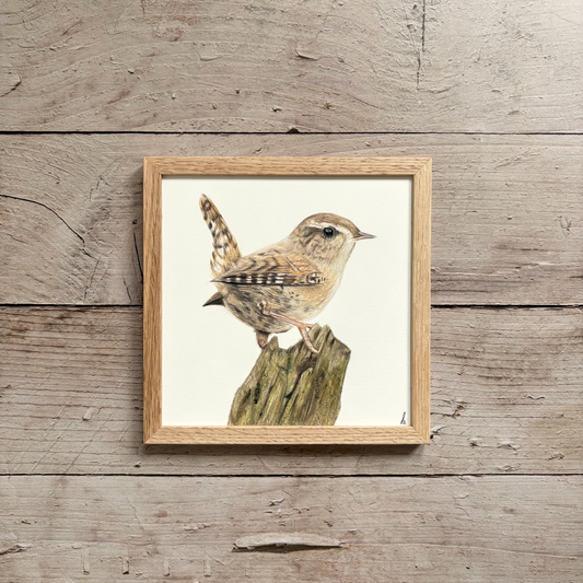 Originele tekening | Winterkoninkje