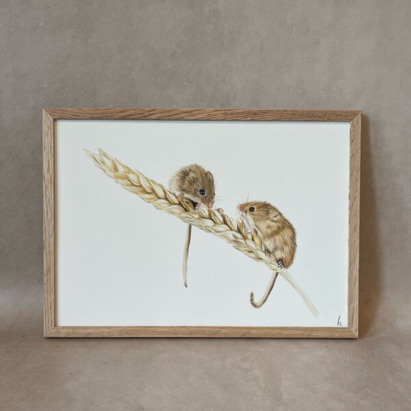 Harvest mouse | Original artwork