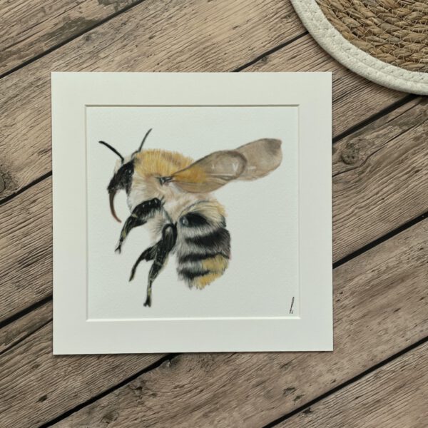 Print | 25x25 cm | Hommel