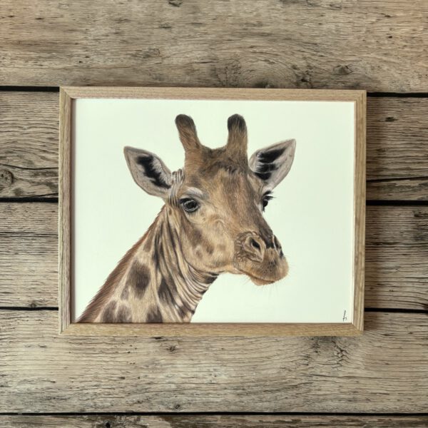 Giraffe | Originele tekening